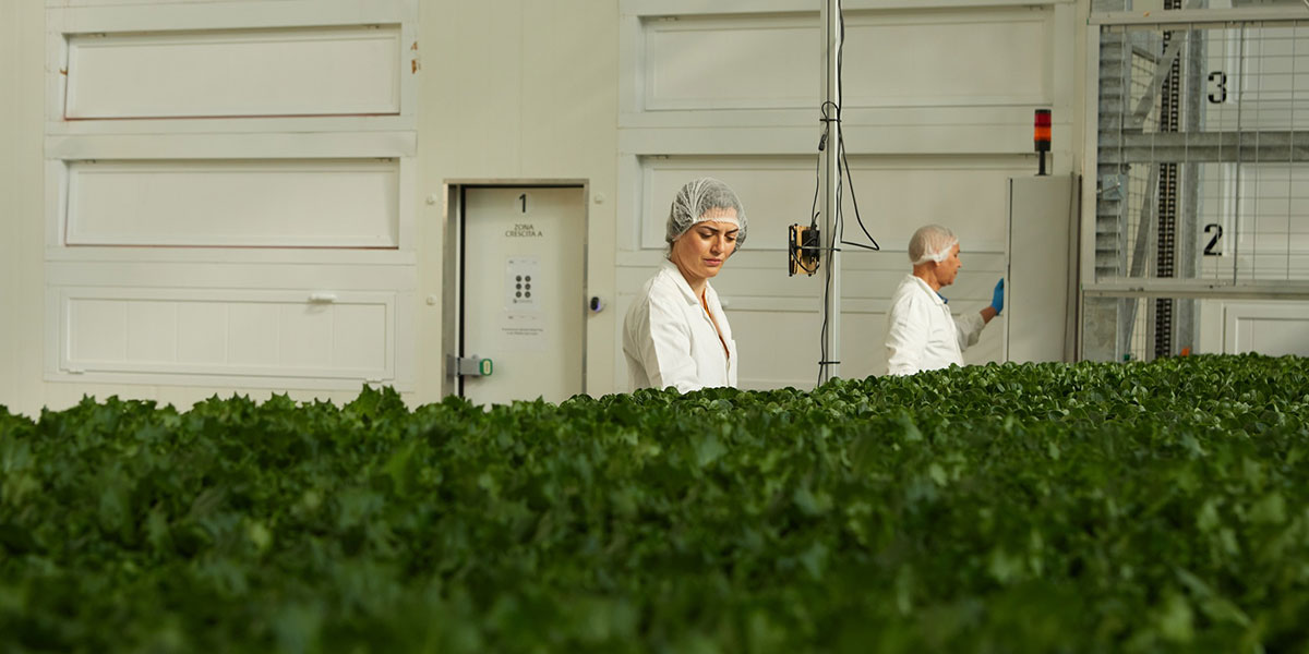 Vertical Farming, investimento da 15 milioni per Agricola Moderna